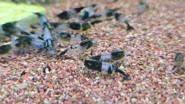 Green rili shrimp 1cm