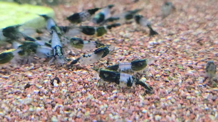 Green rili shrimp 1cm
