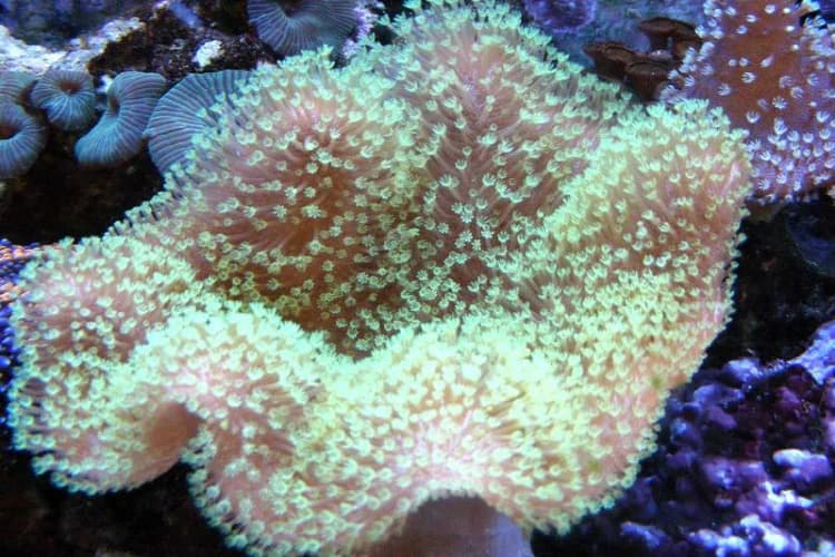 Green toadstool leather coral soft coral