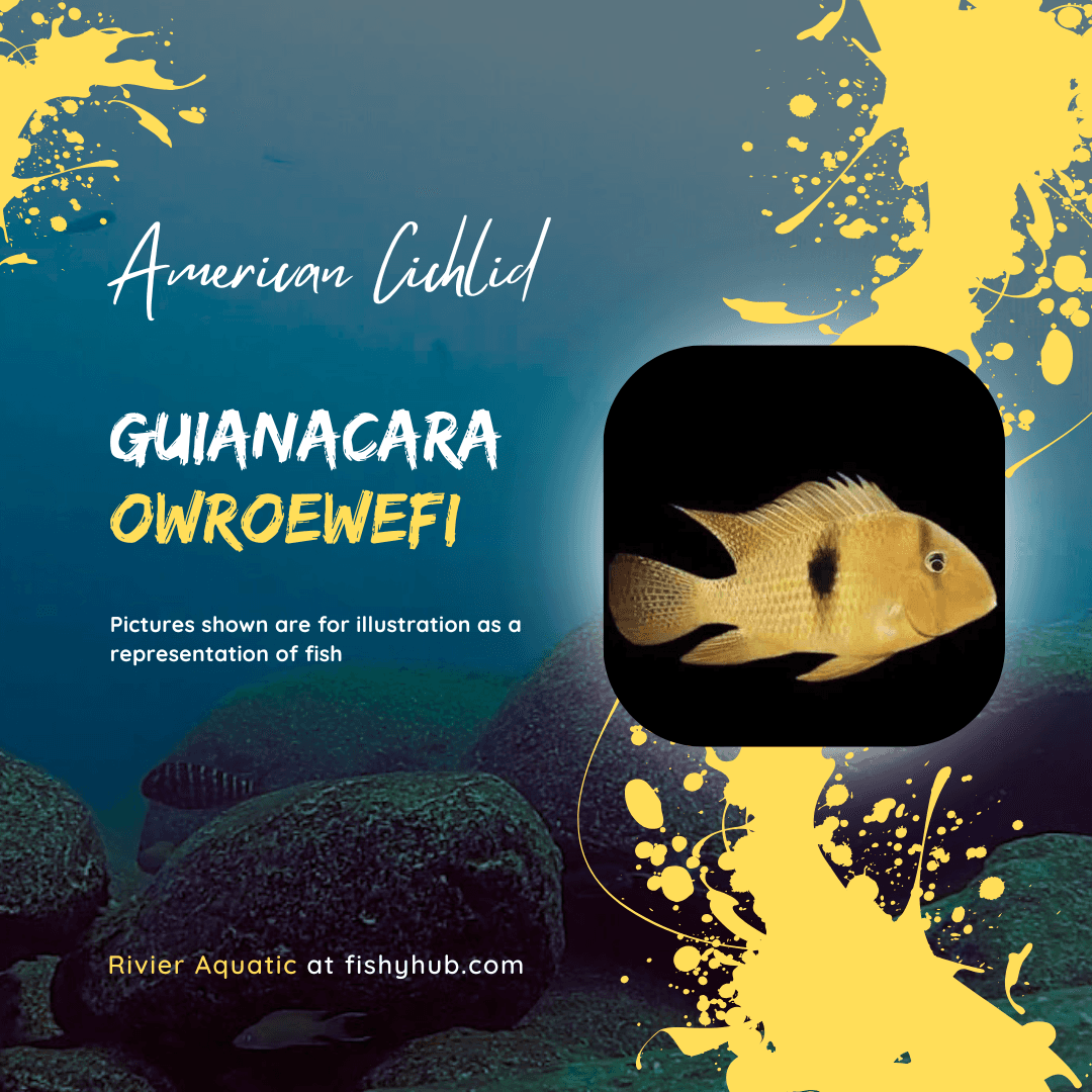 Guianacara Owroewefi Cichlid