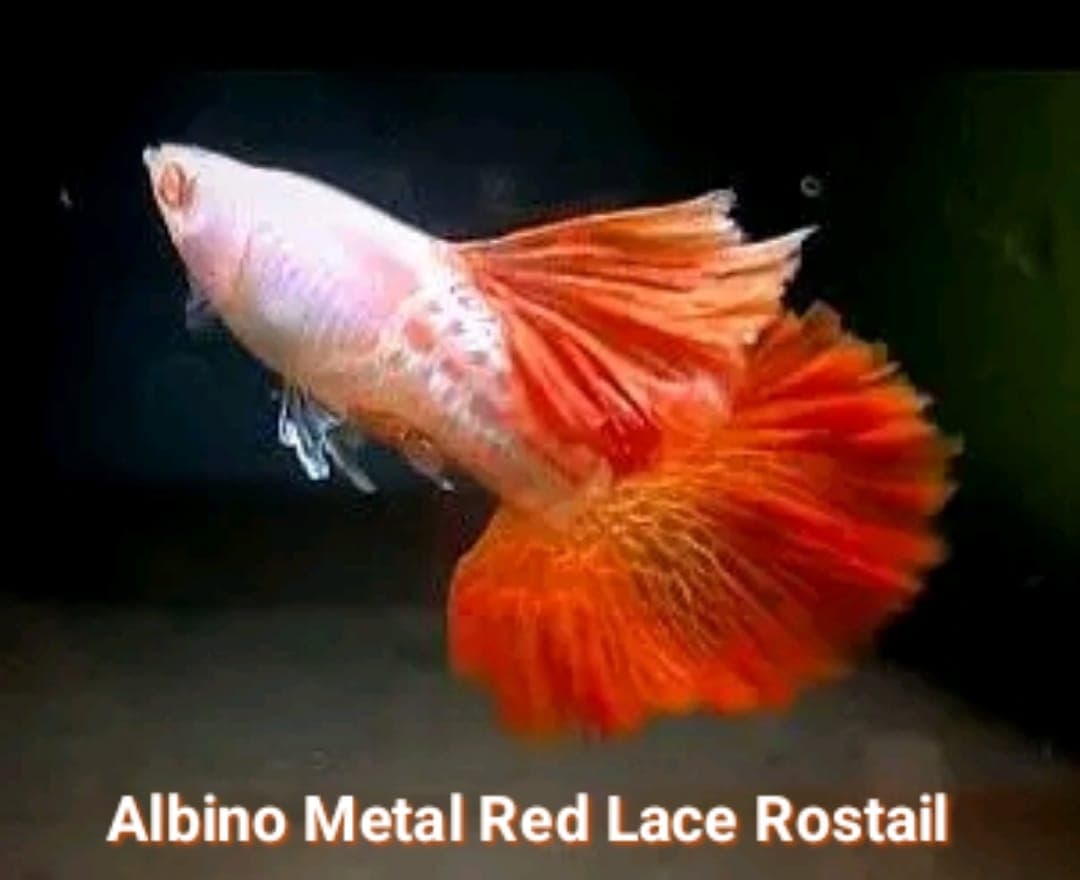 Guppies Albino Metal Red Lace Rostail
