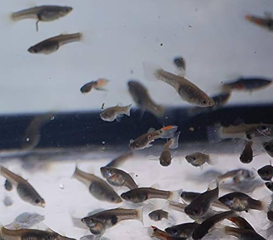 Guppies Feeder Fish