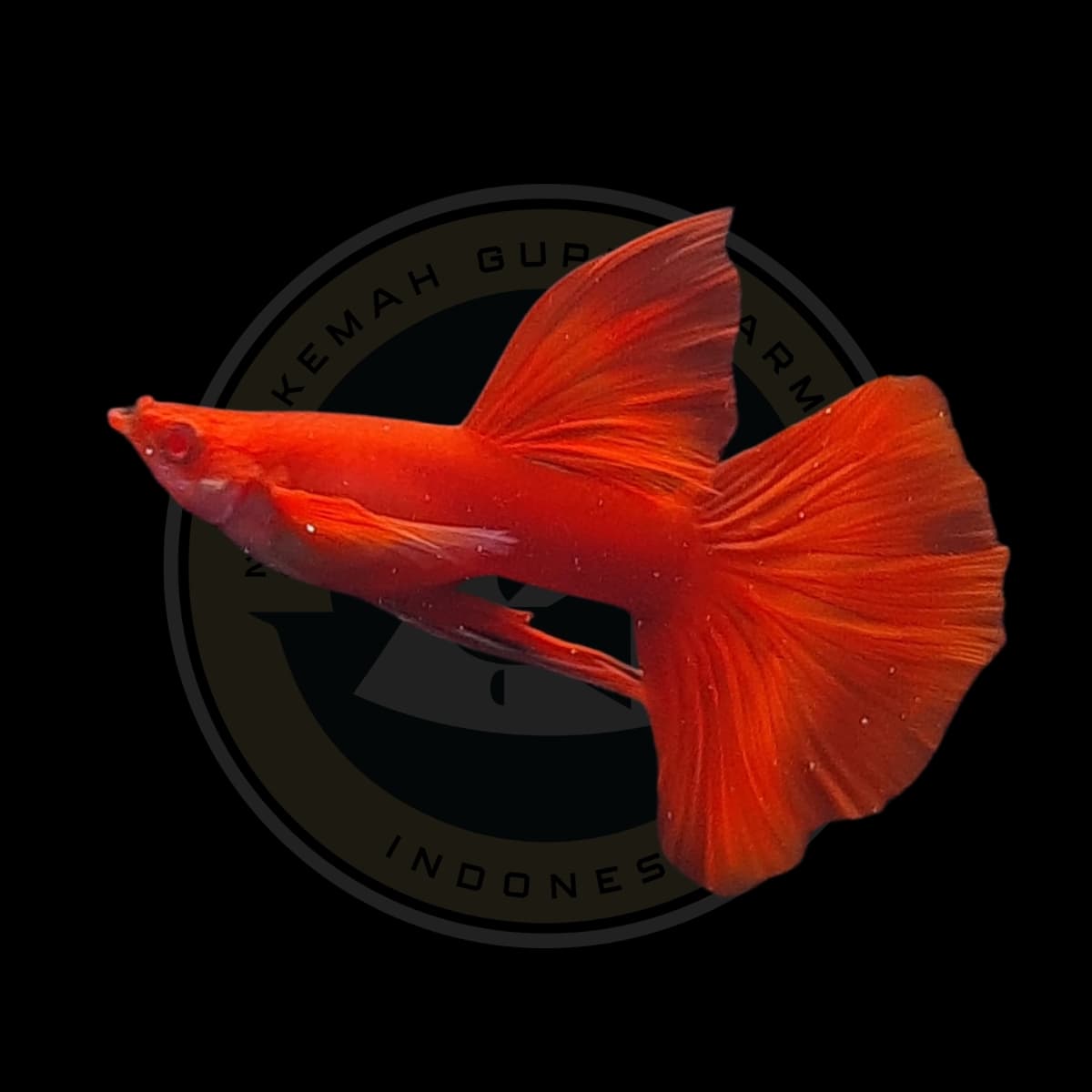 Guppy AFR Big Dorsal Long Ear Ribbon (Albino Full Red)