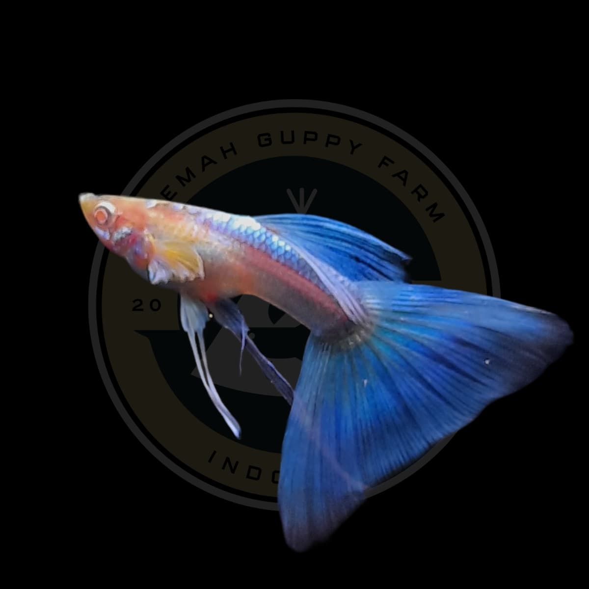 Guppy Albino Blue Sky Ribbon (Blue Topaz)