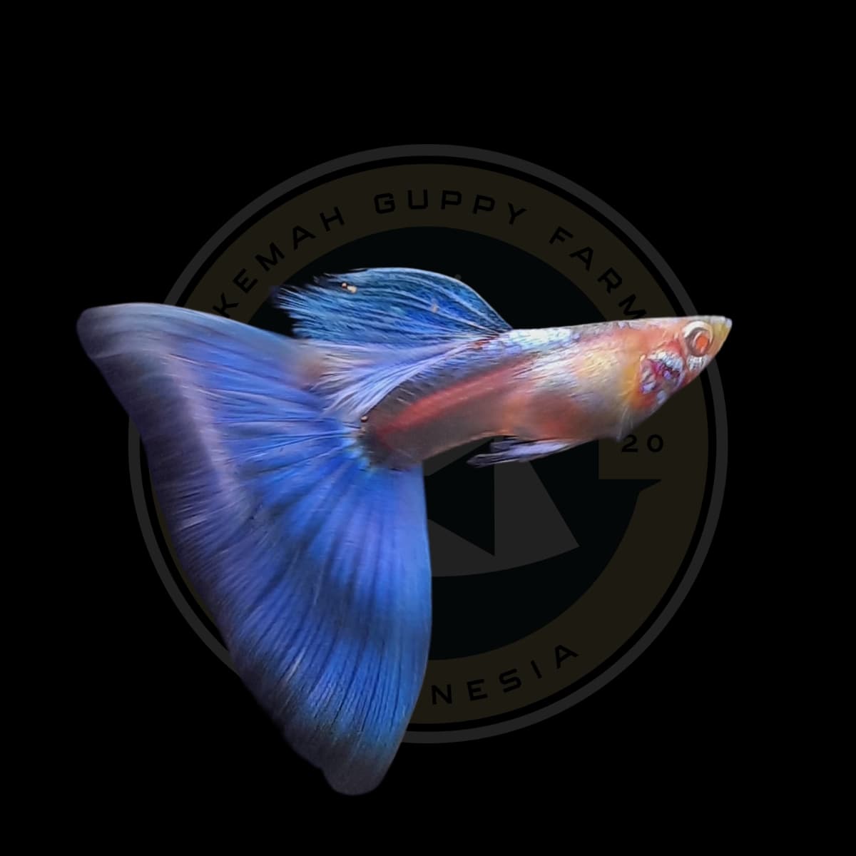 GUPPY ALBINO SKY BLUE