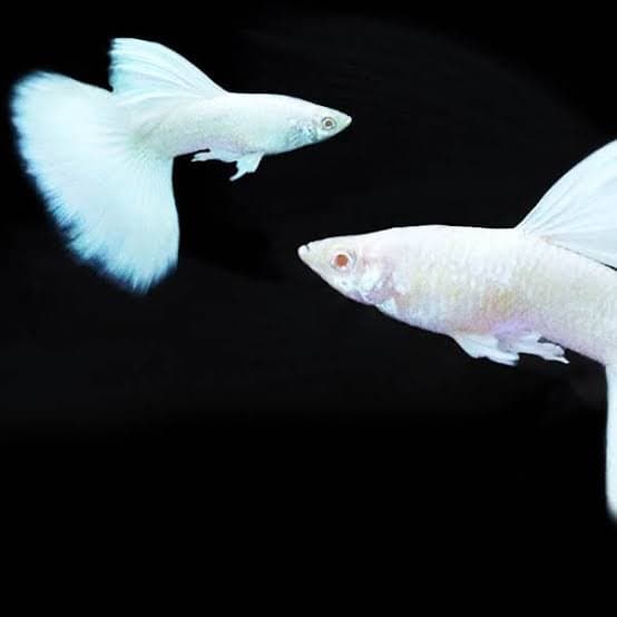 Albino Full Platinum Ribbon Guppy