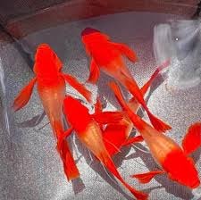 Guppy Albino Koi Red Ear Ribbon n No Ribbon