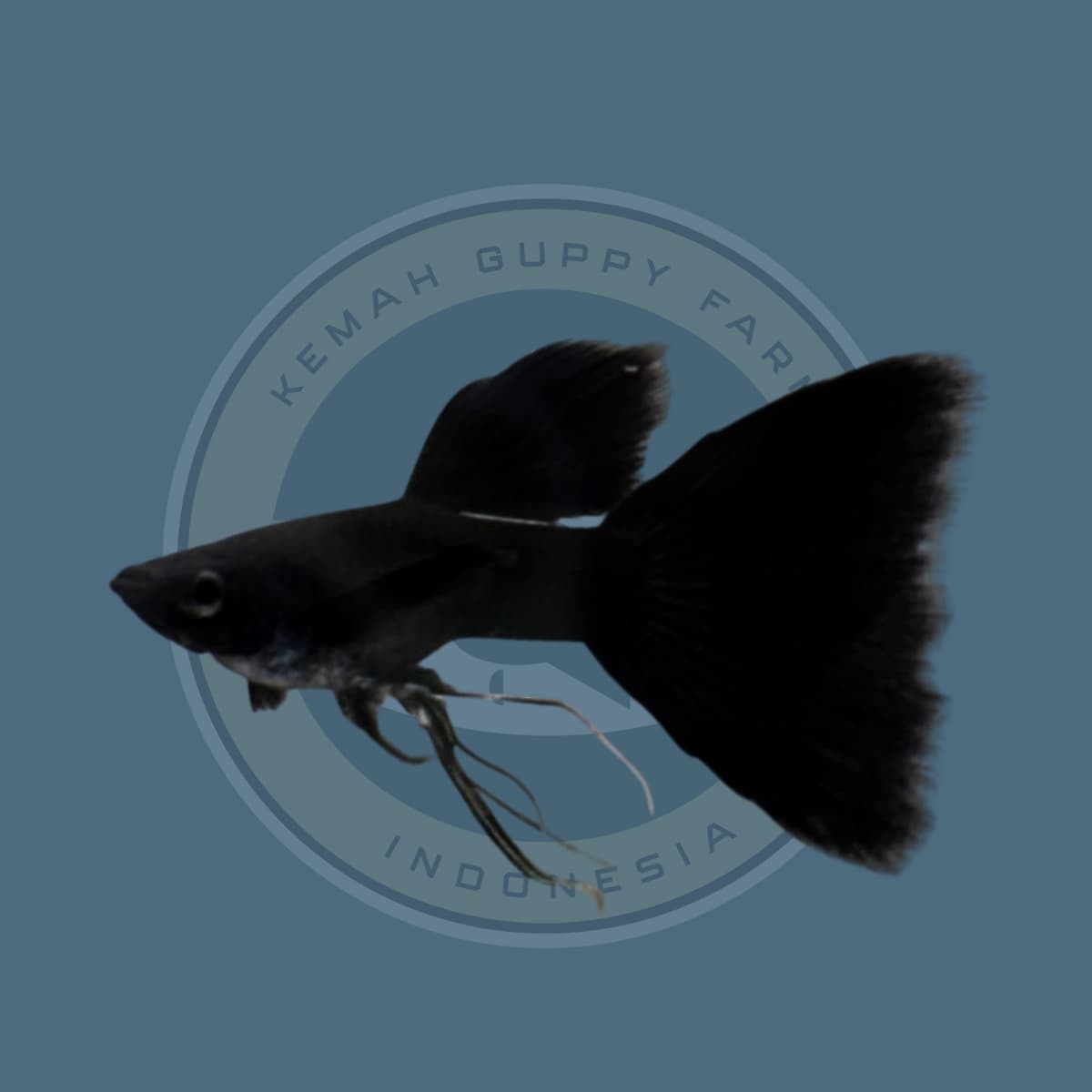 Guppy Black Moscow Ribbon