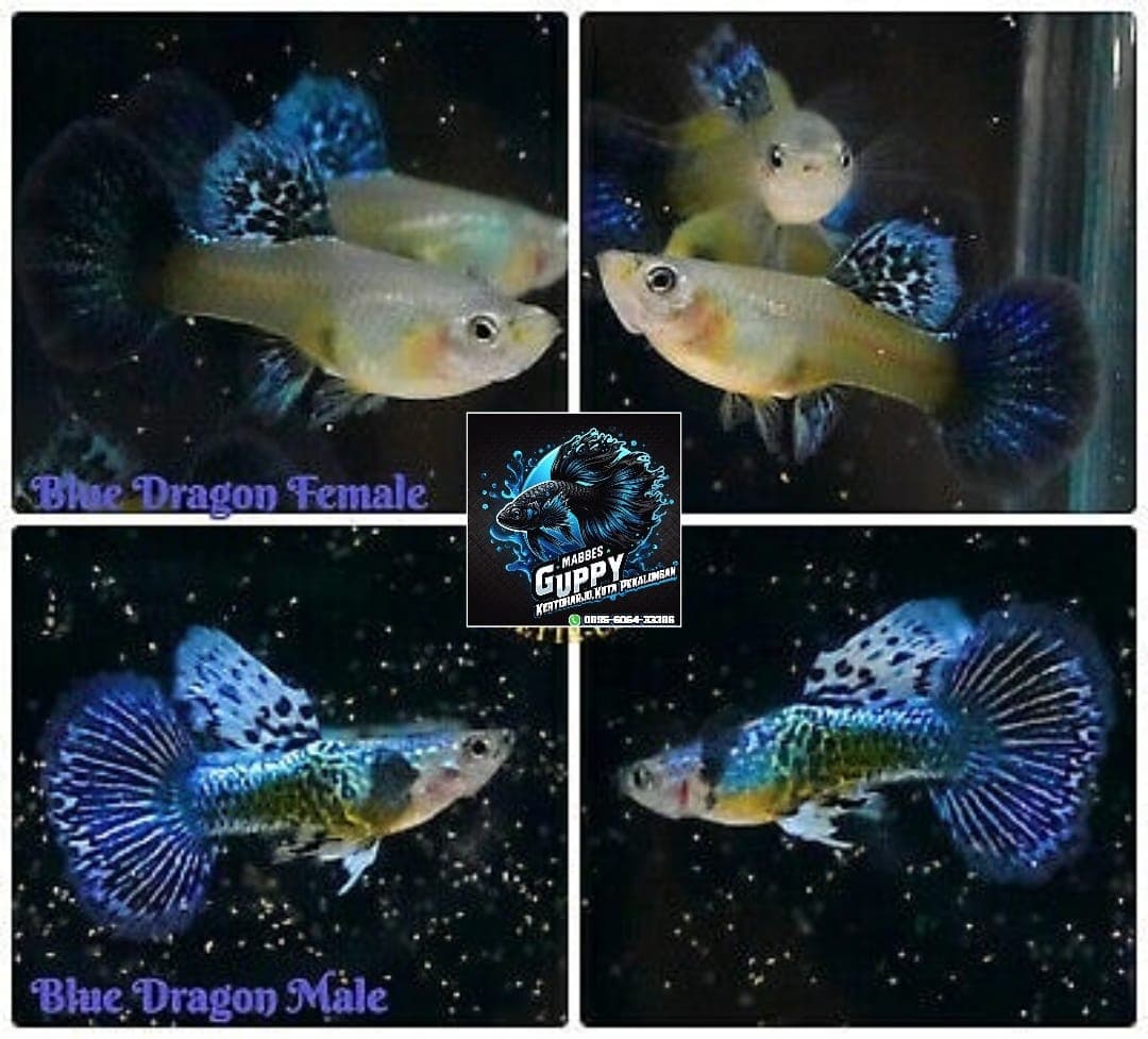 Guppy Blue Dragon Female n Male