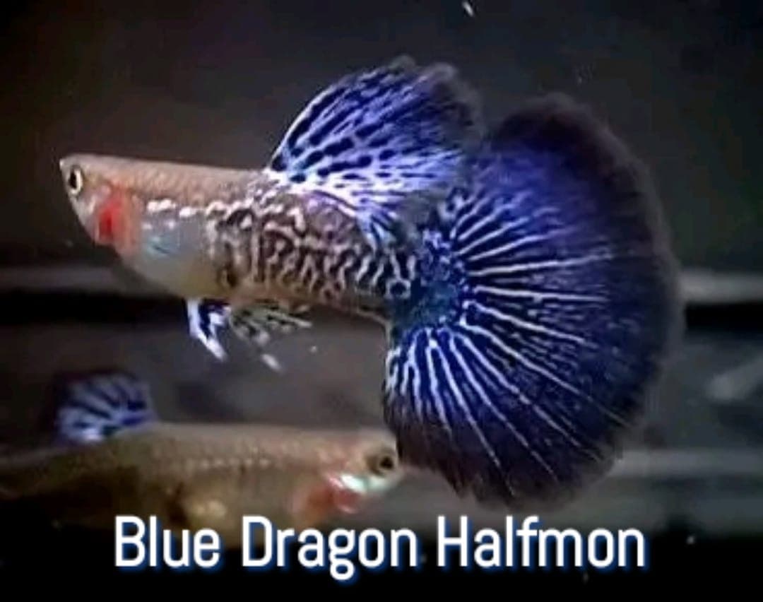Guppy Blue Dragon Halfmon