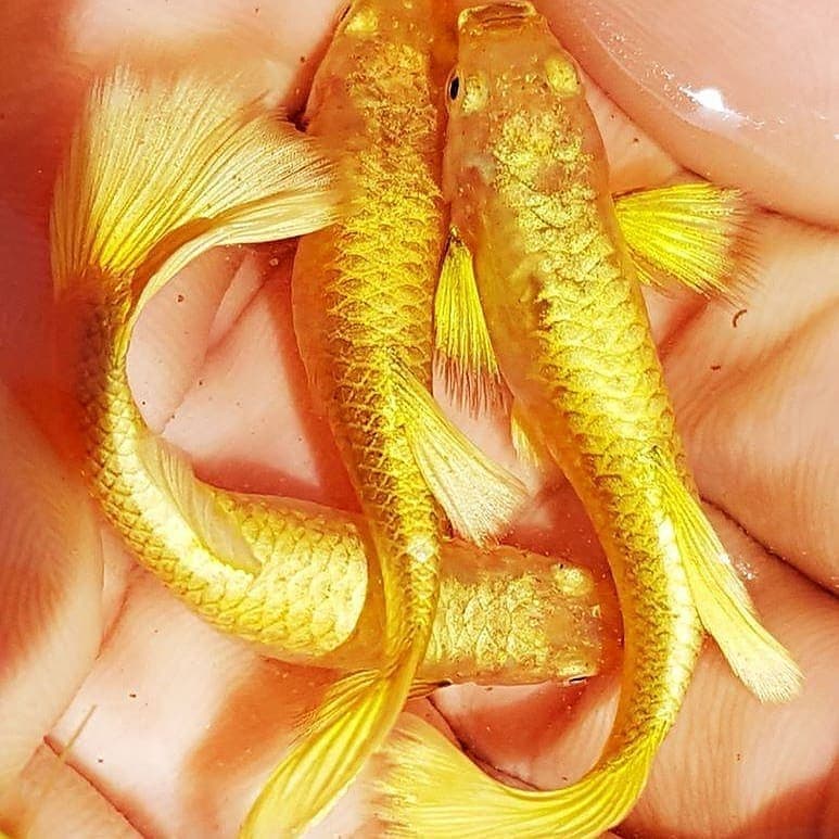 Guppy Full Gold Female dan Male
