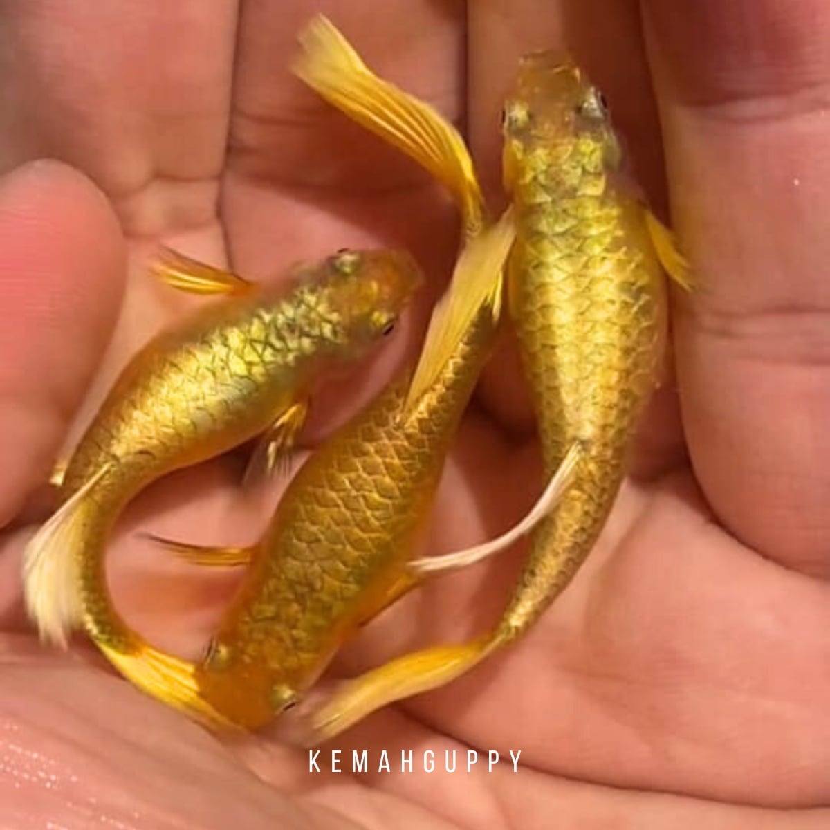 Guppy Full Gold