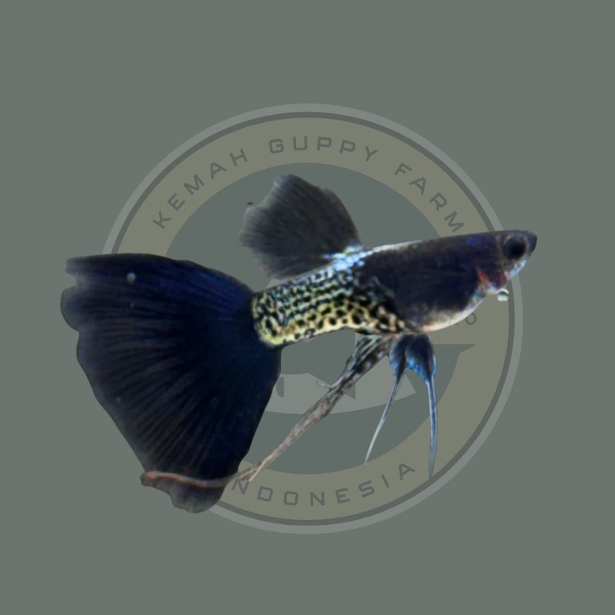 Guppy MSSBT Ribbon - Metal Snake Skin Blue Tail Ribbon