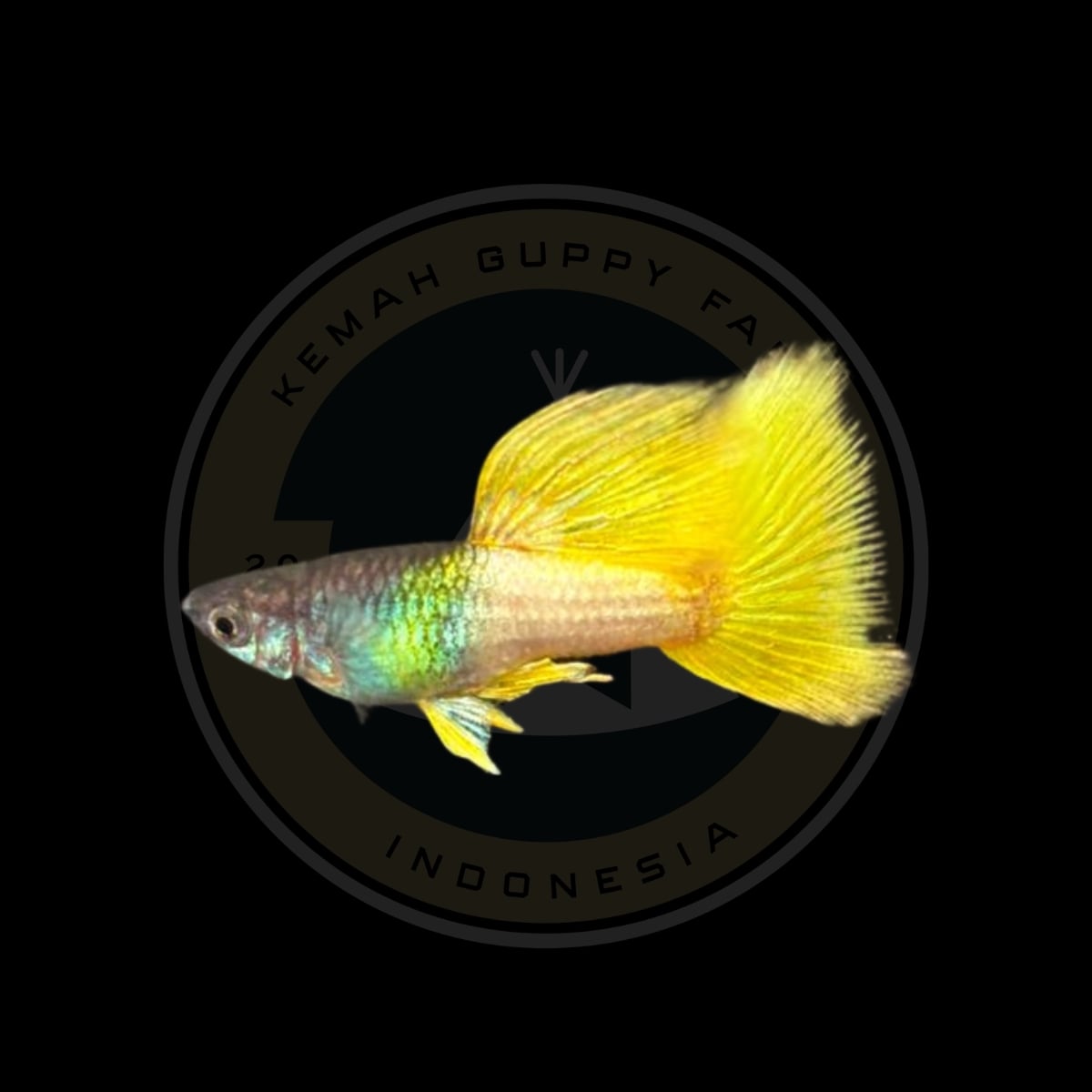 Guppy Metal Yellow Pingu