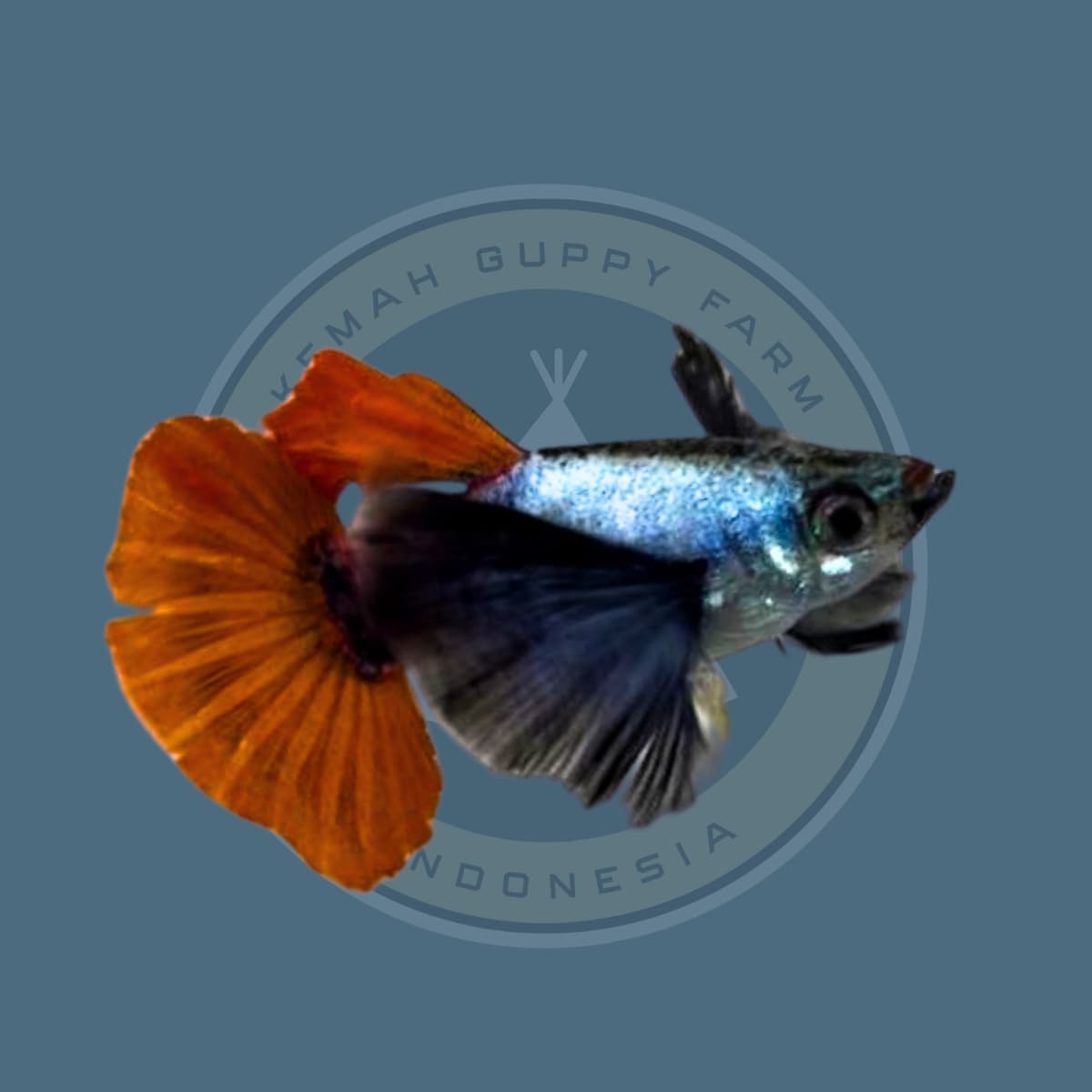 Guppy PRTDE (Platinum Red Tail Dumbo Ear)