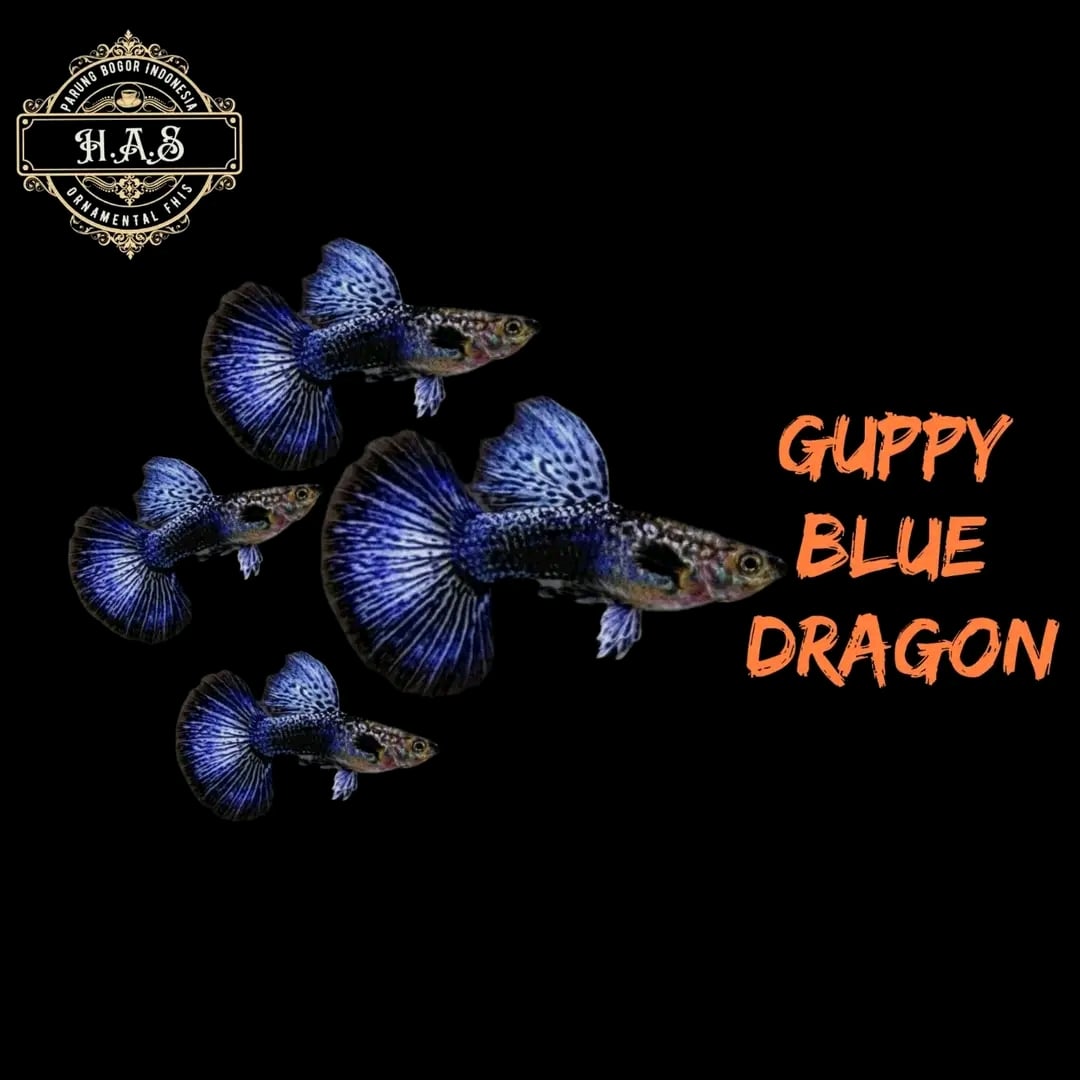 Guppy blue dragon 1pair / 1male 1female