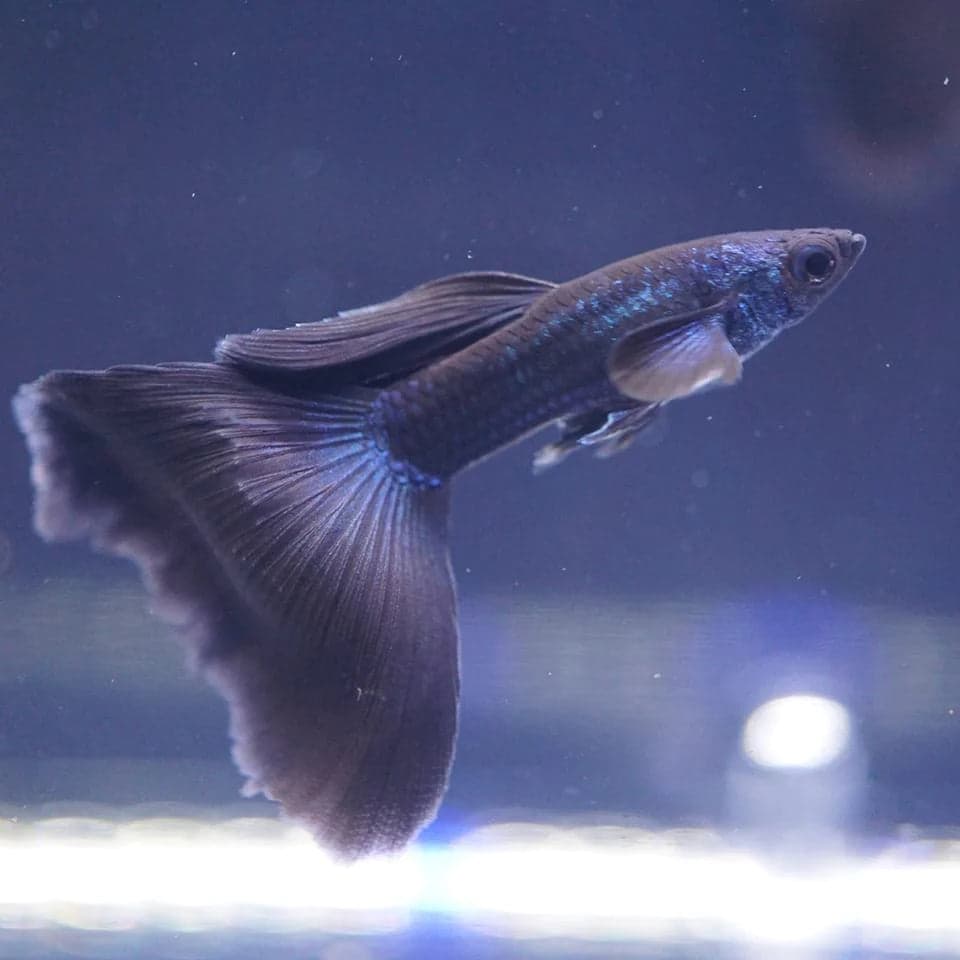 Guppy dark blue moscow