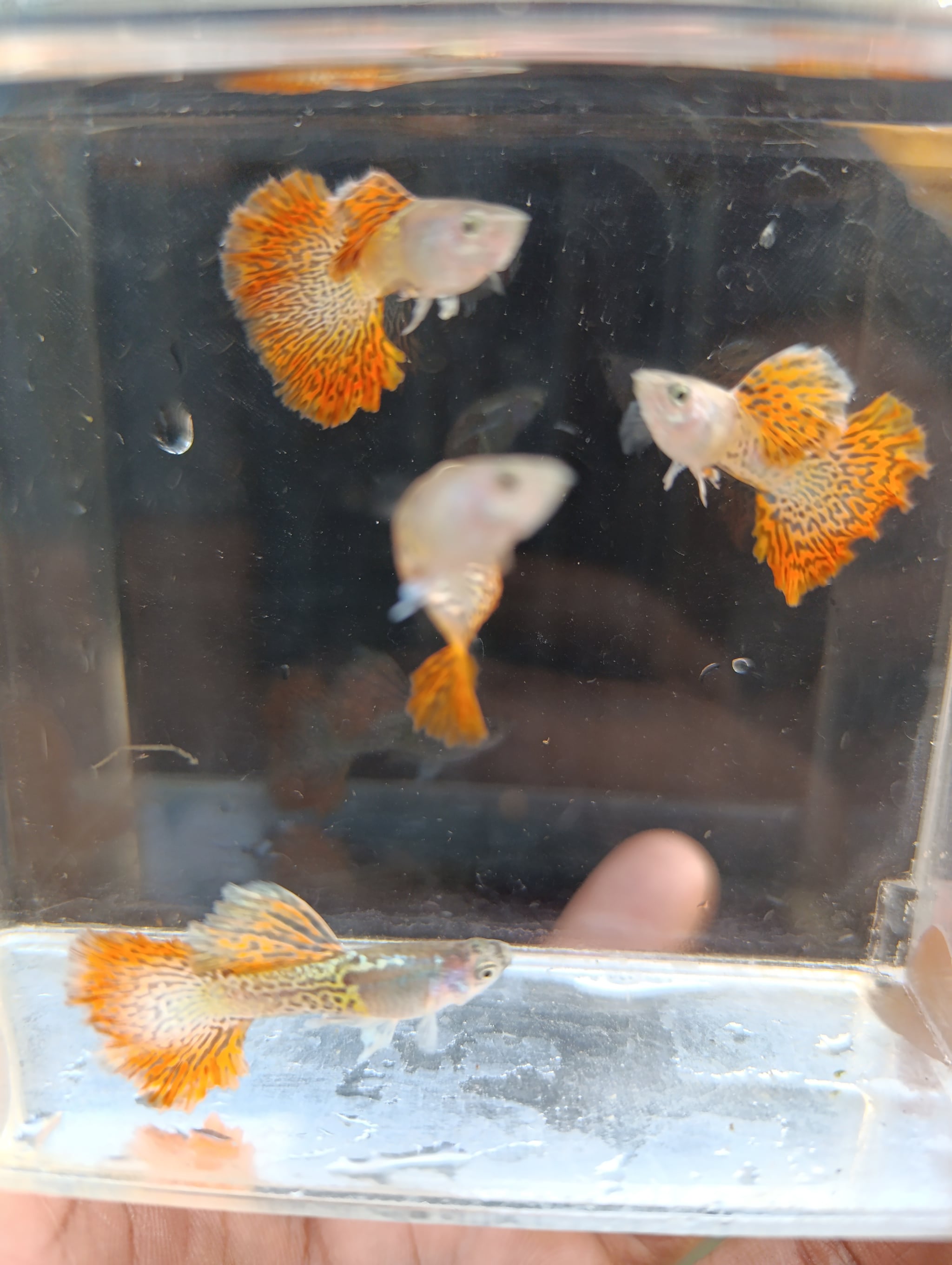 Guppy metal snack skin redlace halfmoon