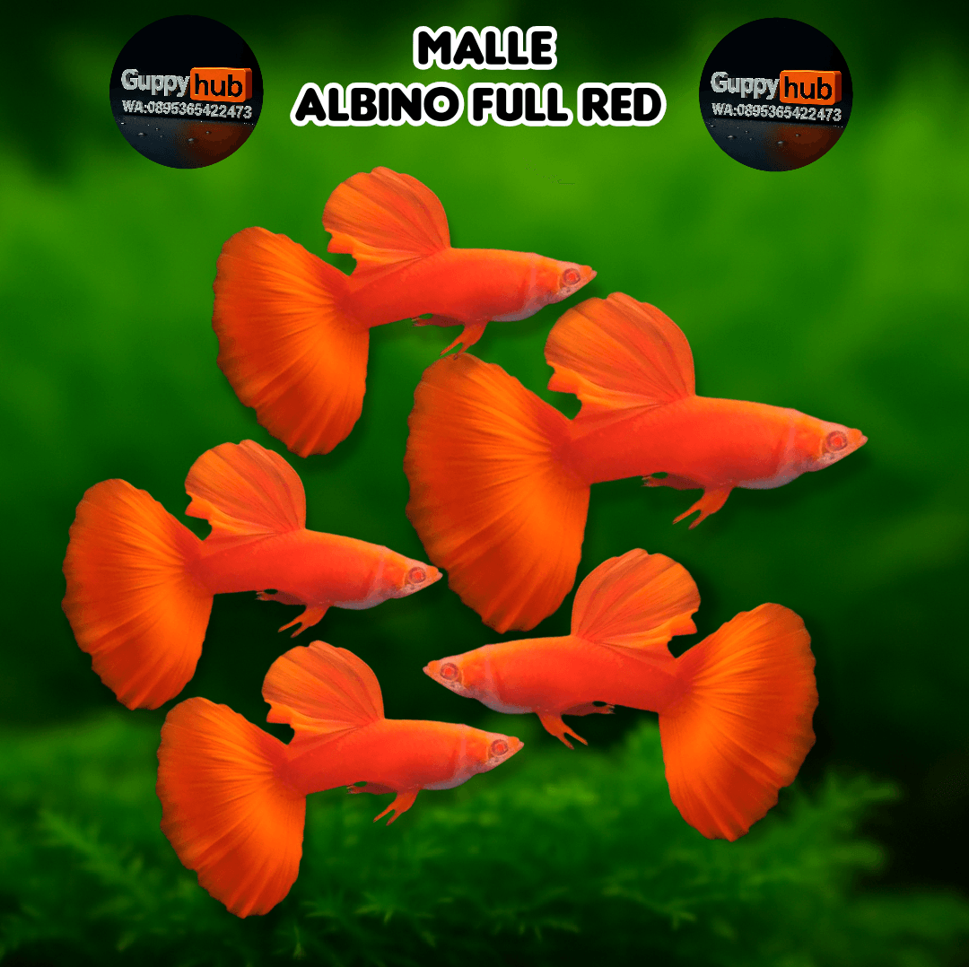 Guppy albino full red big dorsal