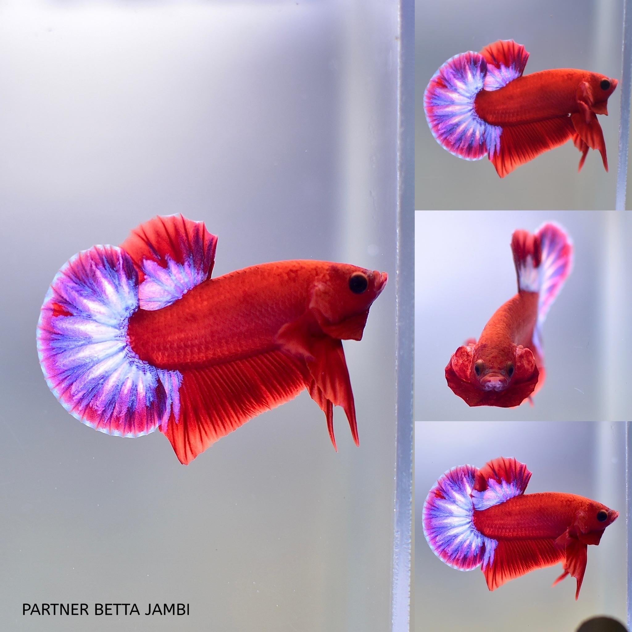 HELLBOY SOLID BODY - HMPK