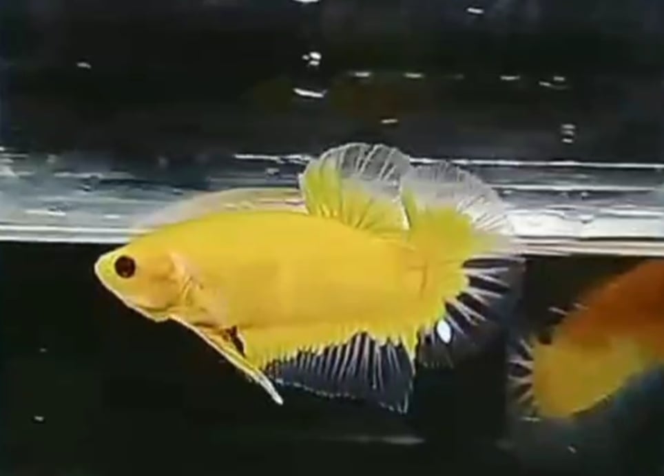 HMPK AOC YELLOW GHOST