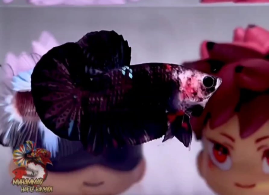 HMPK BLACK MONKEY AOC