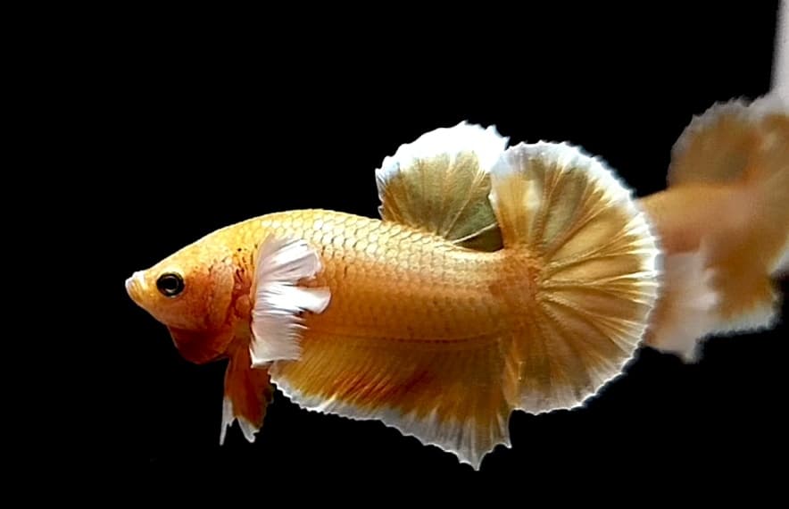 HMPK Dumbo Ear Super Gold