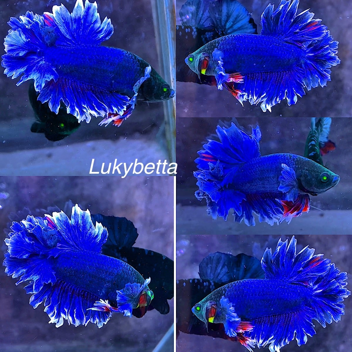 HMPK KING ROSETAILS GREEN EYES