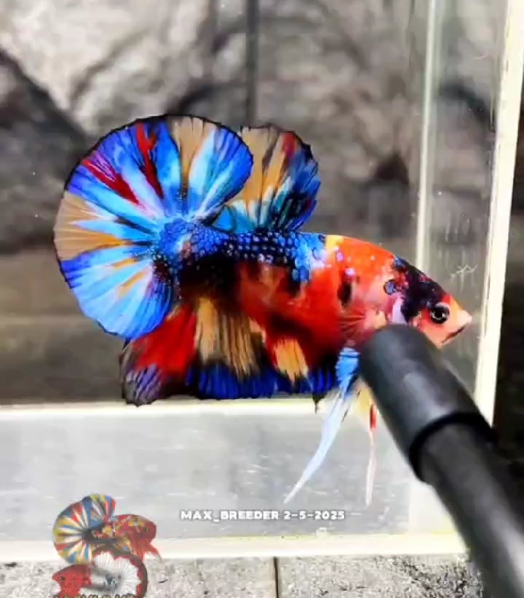 HMPK MULTI COLOR METALIC