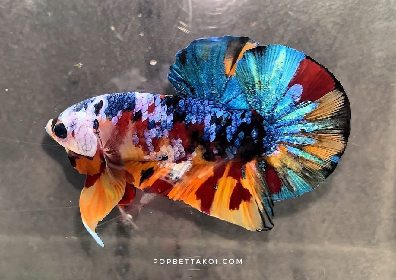 HMPK Rainbow Multicolour Galaxy Koi Candy Big Tail Betta Fish