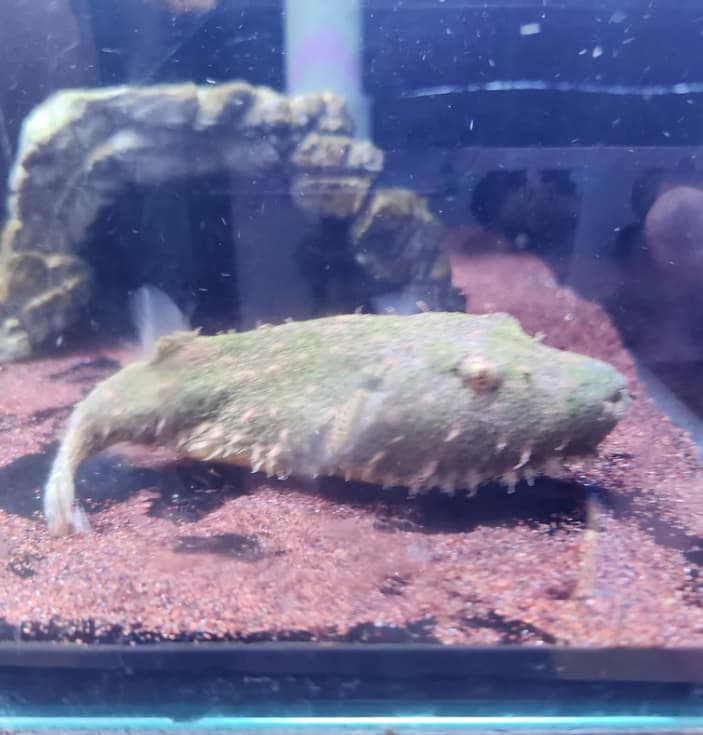 Hairy puffer Pao Baileyi