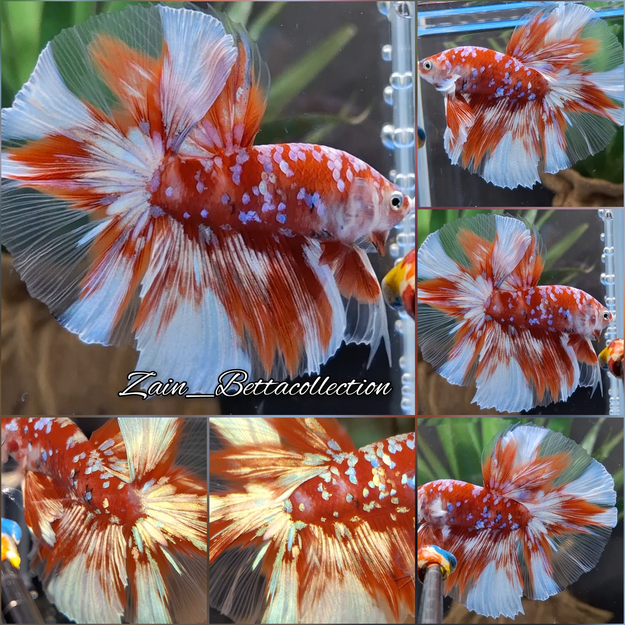 Halfmoon Betta Fish