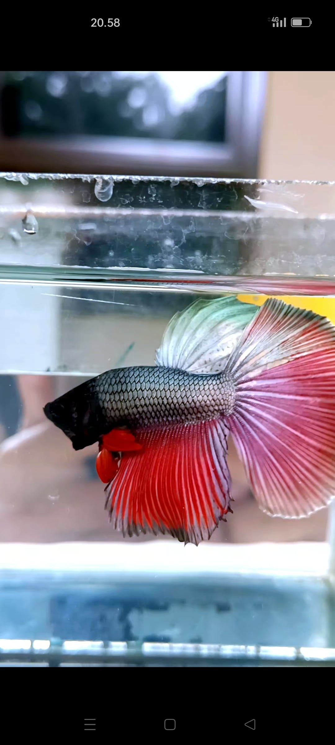 Halfmoon Betta