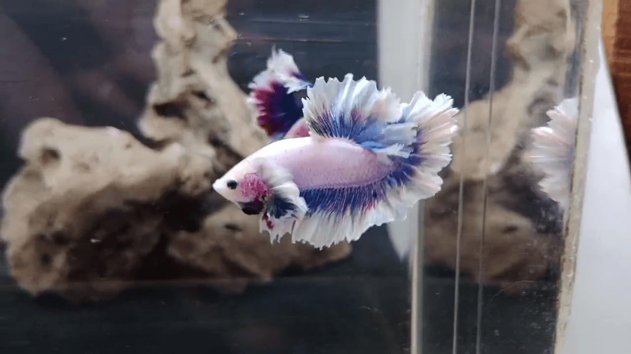 Halfmoon Feathertail