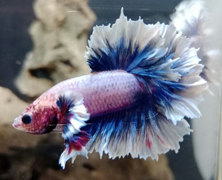 Halfmoon Feathertail Grizzel