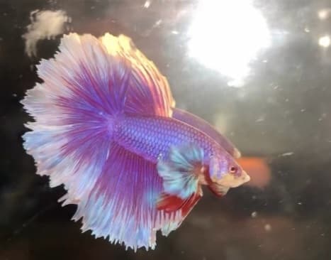 Halfmoon dumbo ear purple