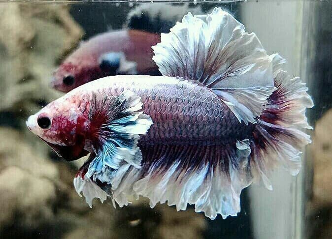 Halfmoon king Feathertail Dumbo Ear