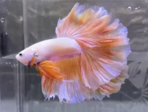 Halfmoon rosetail yellow wash pink