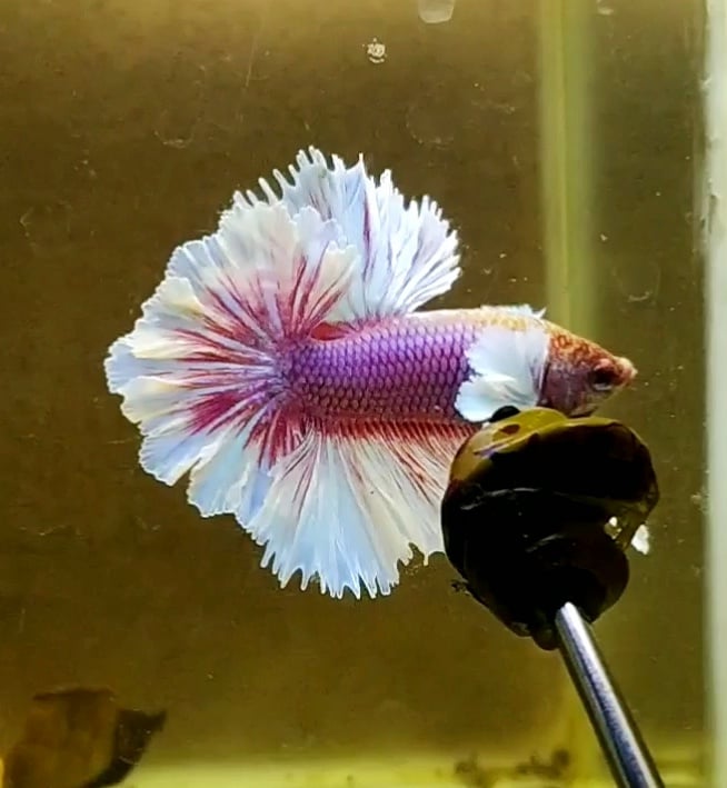 HalfmoonDe Feathertail King