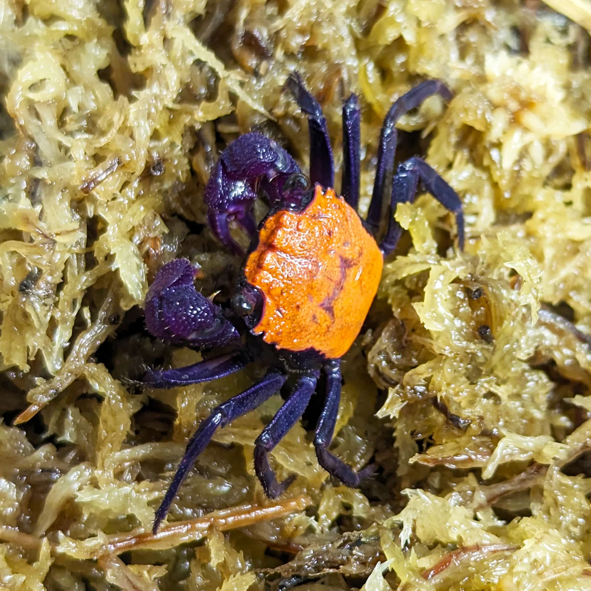 Halloween vampire crab 2cm x 5pc