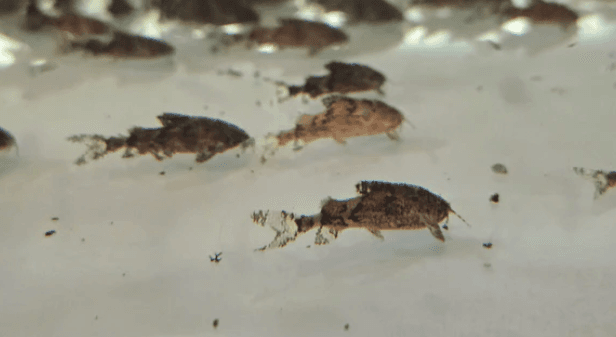 Hara hara 1.5cm x 5pc