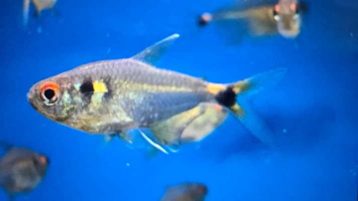 Head and tail light tetra 2.5cm