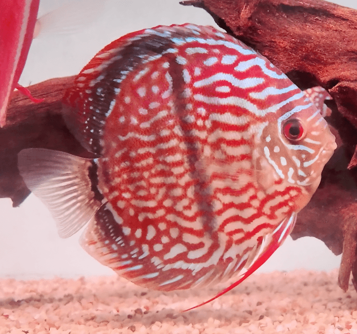 Heckel Cross 黑格尔 Discus