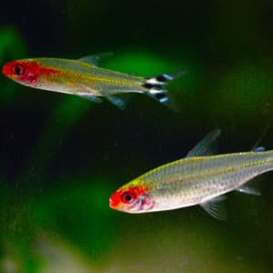 Hemigrammus Rhodostomus "Platinum"