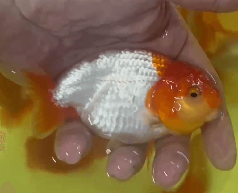 High grade Hybrid Ranchu