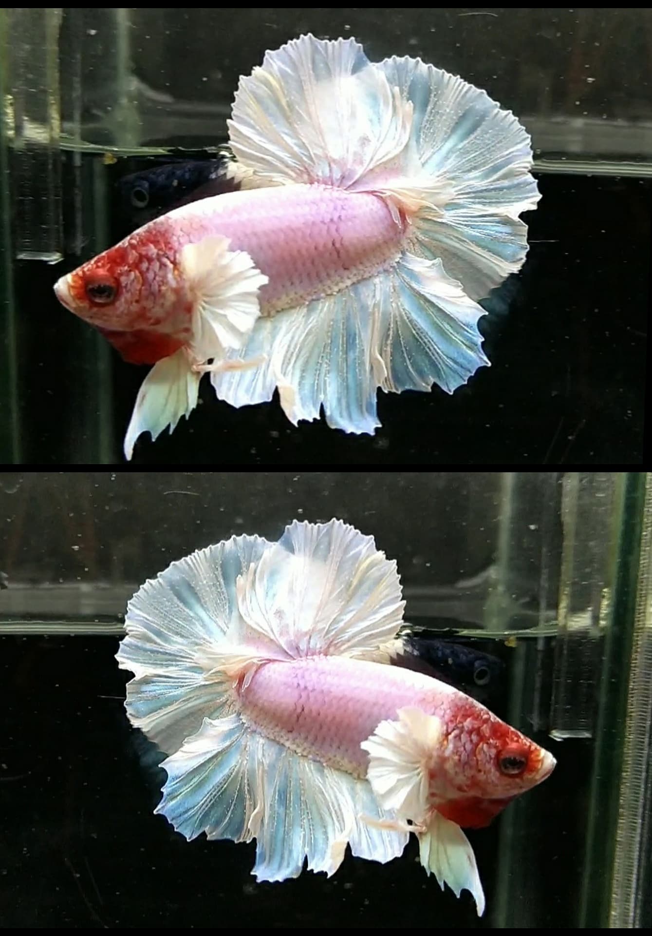 HmDe Feathertail Pink unicorn