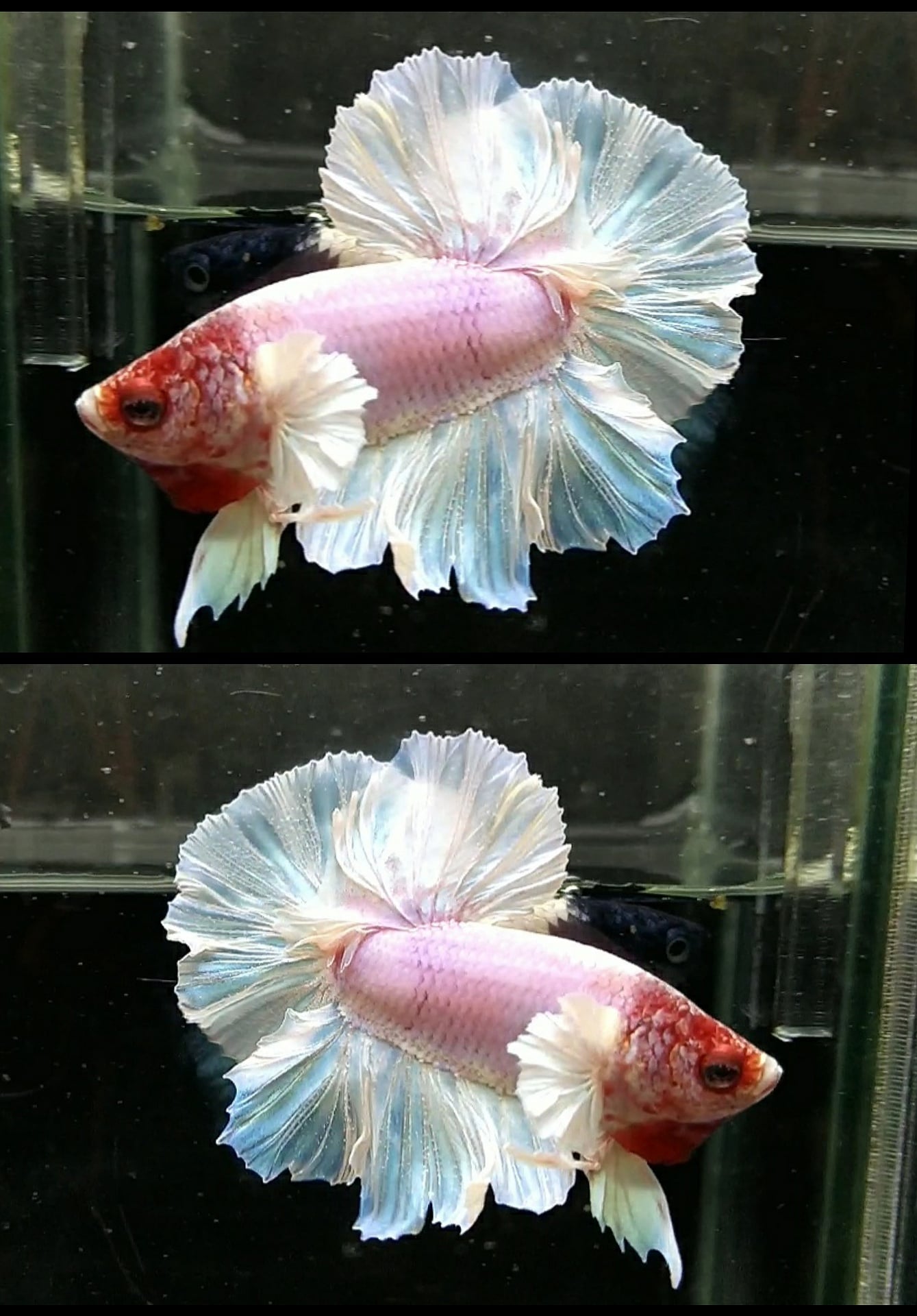 HmDe Feathertail Pink unicorn