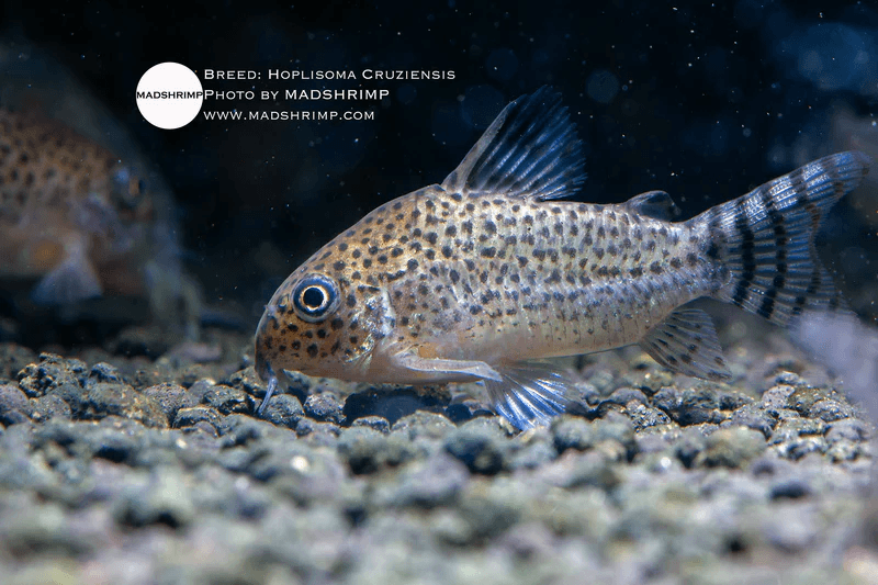 Hoplisoma Cruziensis