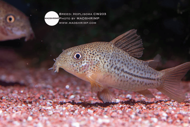 Hoplisoma Guarana CW203
