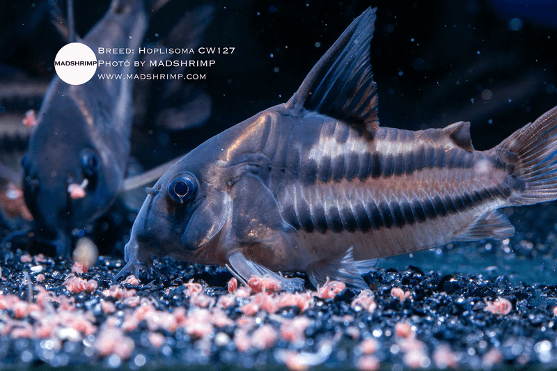 Hoplisoma Parallelus CW127